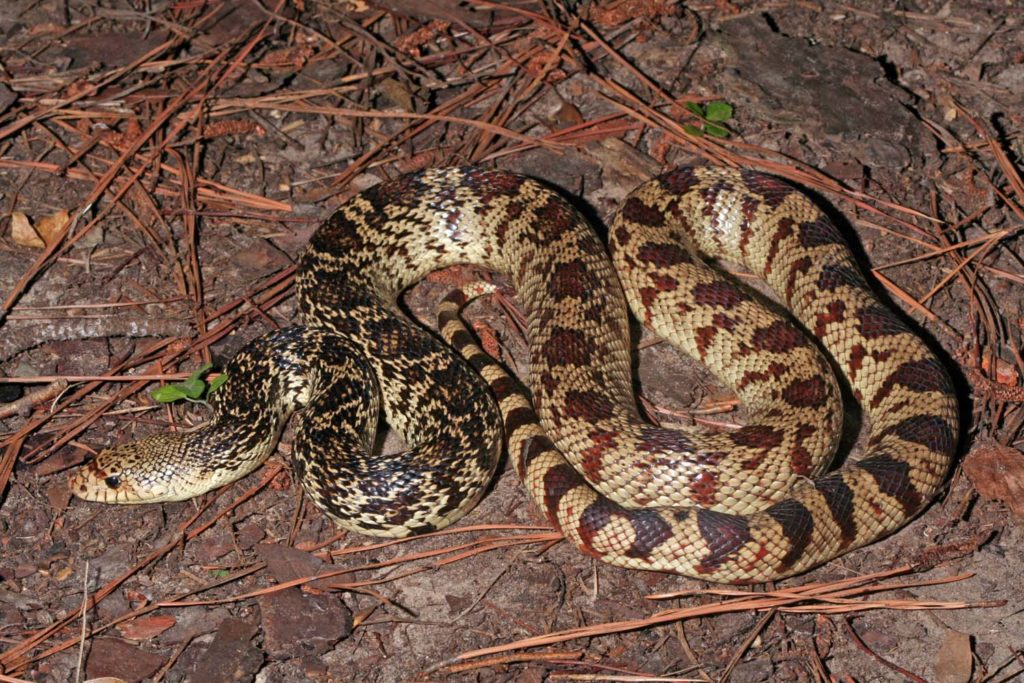 A large snake sitting on the forest floor. The snake is bunched up, but not tightly coiled. It has a tan base with blackish-brown mottling beginning just behind its head. As the markings progress down its back, they become more regular red-brown saddle-like patches. As the markings progress towards its tail, they turn into red-black bands. The snake has dark eyes and a little red-brown marking between its eyes.