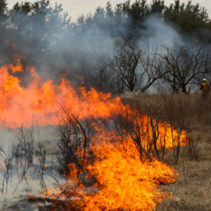 A ribbon of bright orange fire burns through a mix of grass and trees in a prescribed fire burn in Bowie