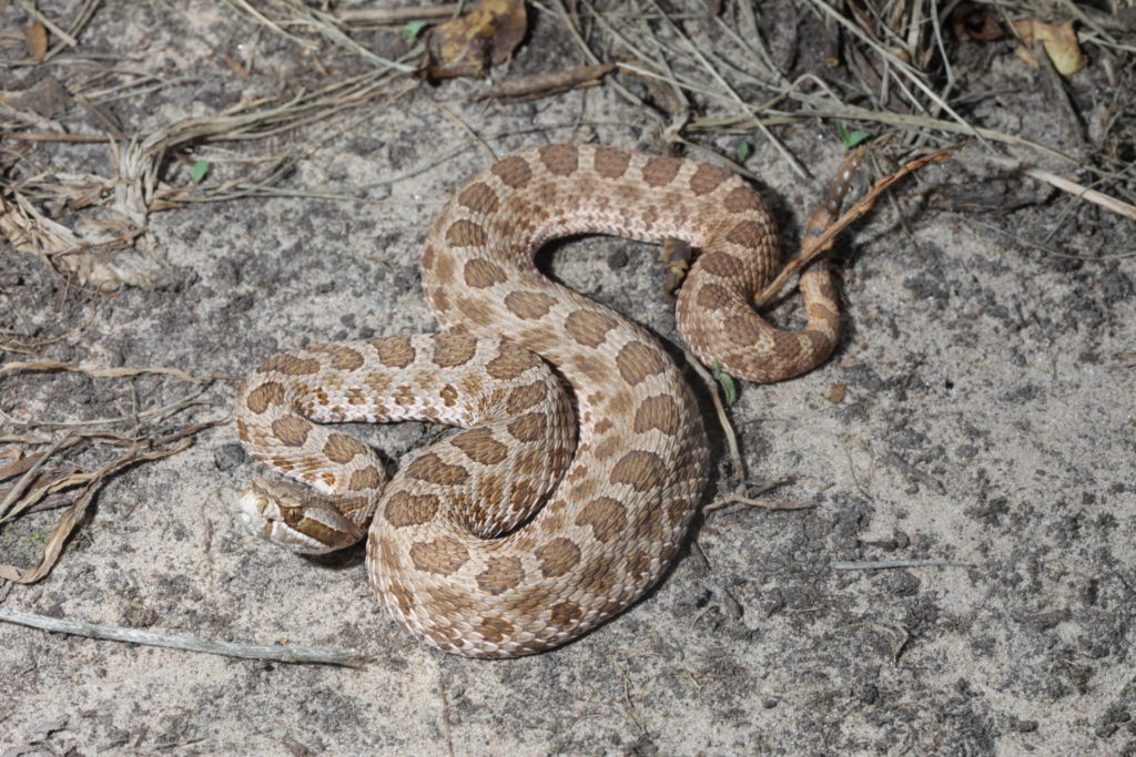 A light-colored, small rattlesnake is partially coiled and looks agitated on some grey sand. The snake has a light grey or cream-colored base and has consistent tan splotches along its side.