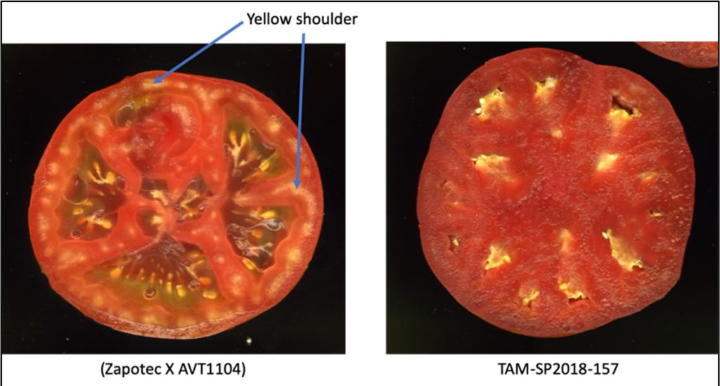 Comparison of two tomato halves, one showing yellow shoulder disorder around the inside edges compared to the new improved Texas A&M AgriLife breeding line that does not.