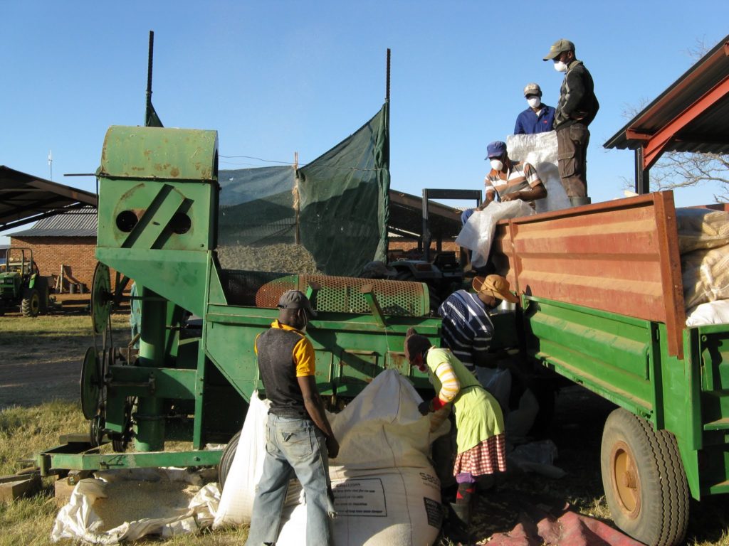 Workers processing corn grown at Ukulima Farm in South Africa