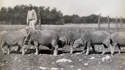 A black and white AgriLife photo from 1933 showing a man in a rocky field with sheep