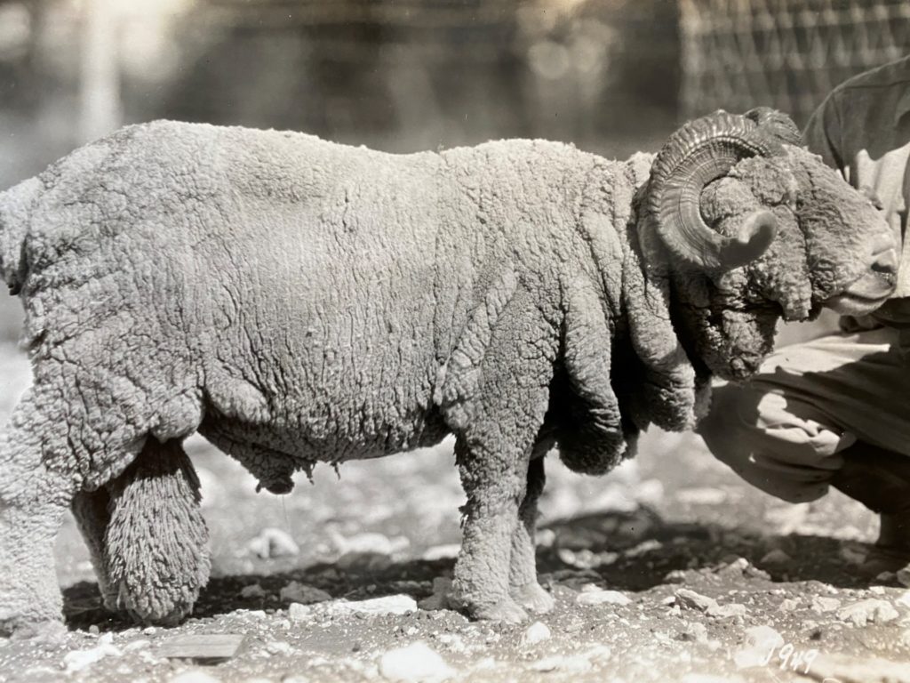 A black and white photo from the 1930's of a Rambouillet ram,