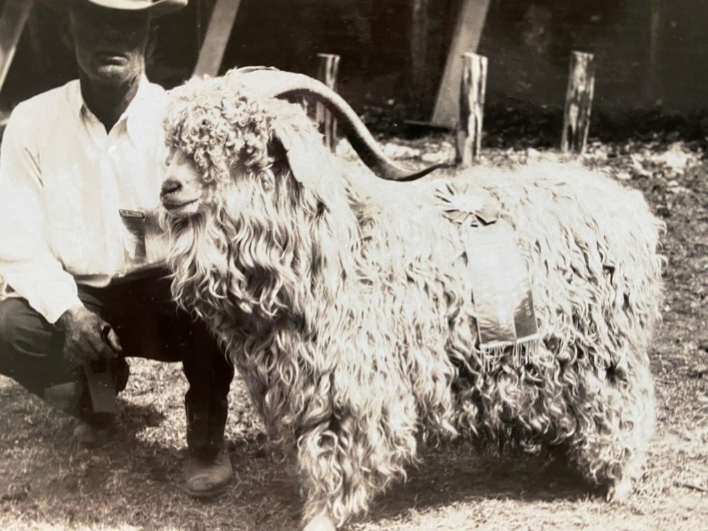 A black and white photo of a Texas A&M Angora goat in Sonora from the 1930s