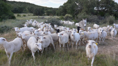 A group of recently shorn sheep standing in a pasture in Texas