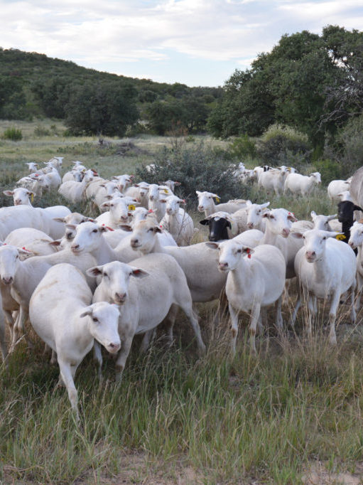 A group of recently shorn sheep standing in a pasture in Texas