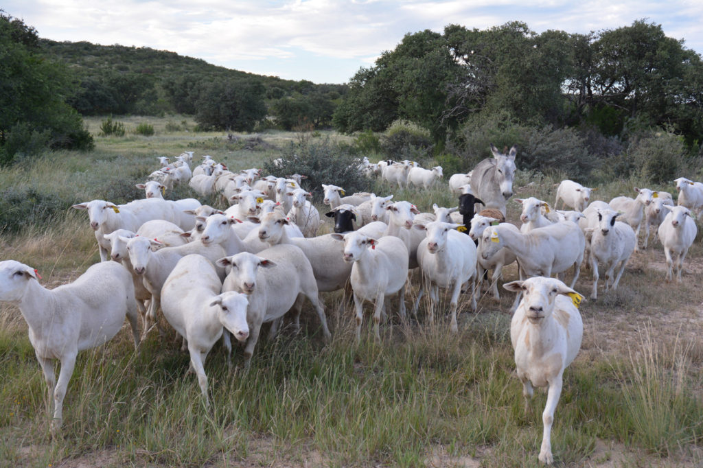 Union County Open Sheep and Market Goat Show - Chasing Banners and