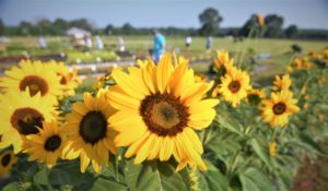 Bright yellow sunflowers at East Texas Horticultural Field Day