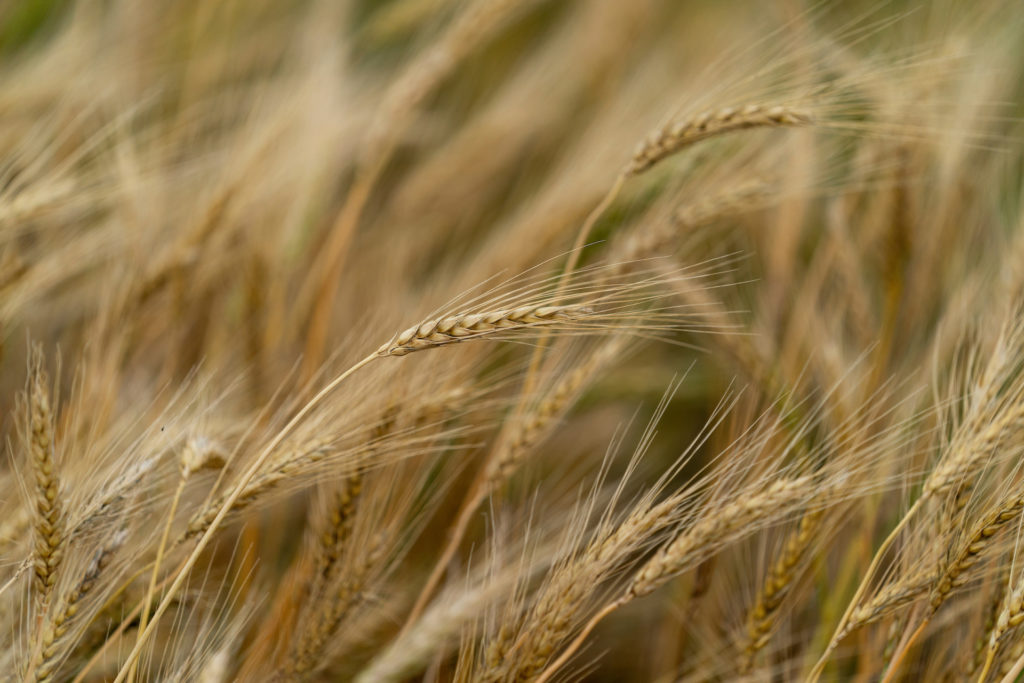 Wheat plants wave in the wind - represent wheat "Picks" designated for various regions across Texas