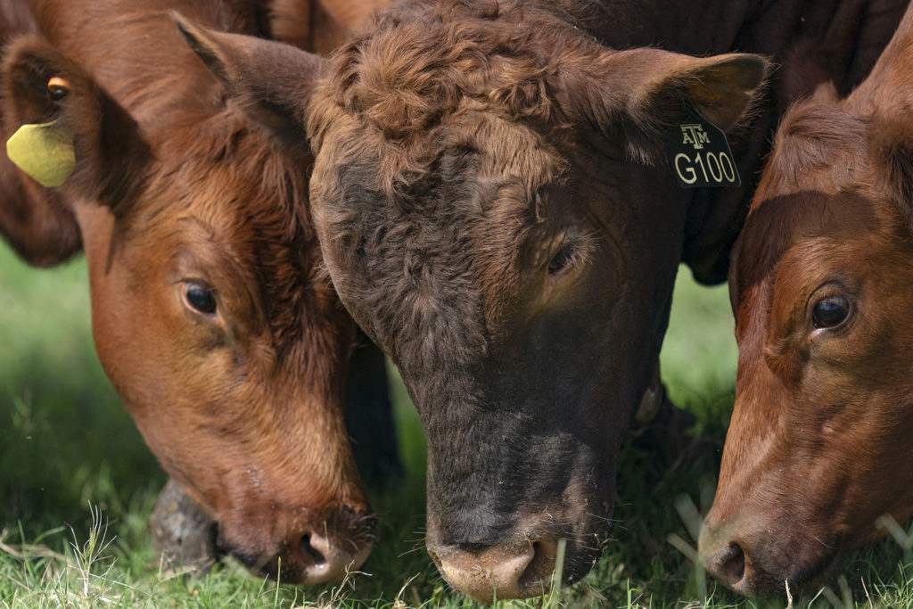Three brown cattle grazing in a green pasture with ear tags; it is a closeup shot of their heads only.