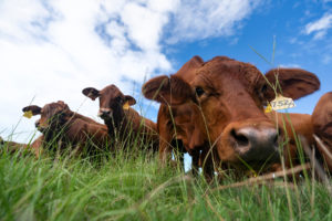 green grass in front of red cattle with a blue cloudy sky