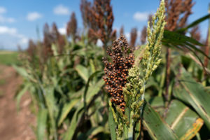 A close up photo of a sorghum head with the remainder of the field in view. 