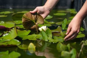 Two hands reaching into floating American white water lily, an aquatic plant