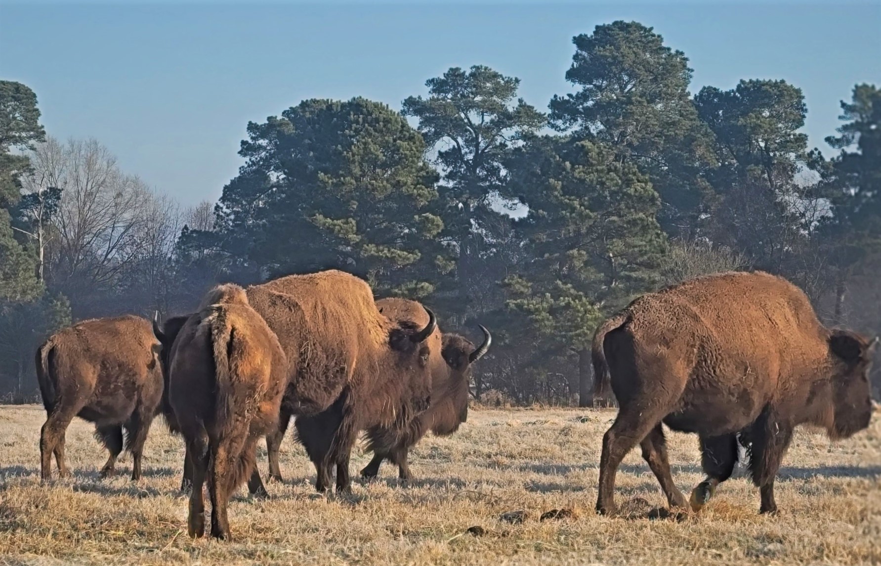 bison farm business plan