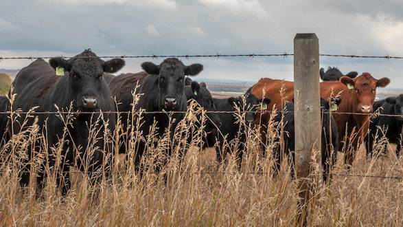 Cattle on fence line 
