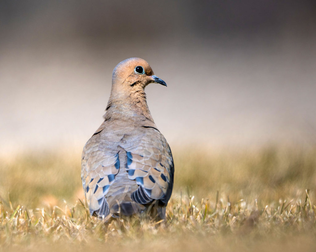 A mourning dove in dry stubble
