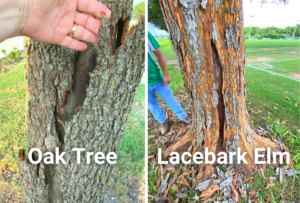 two pictures - each showing different cracks in the bark. One is labeled Oak Tree, the other Lacebark Elm.