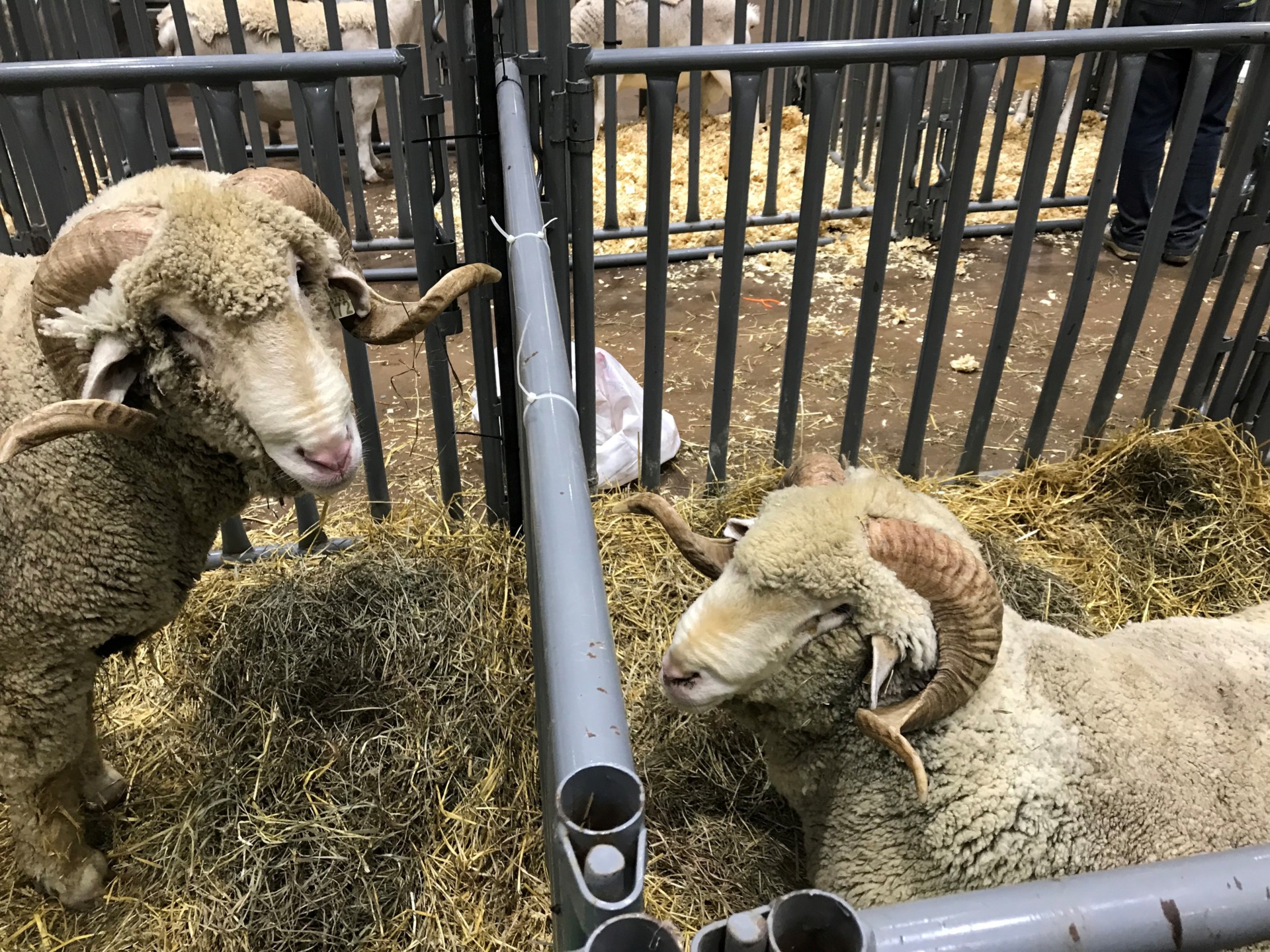 Texas Performance Sheep, Goat Sale set online Aug. 20 - AgriLife Today