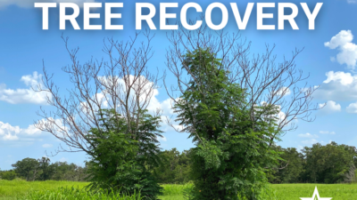 Winter Storm Tree Recovery