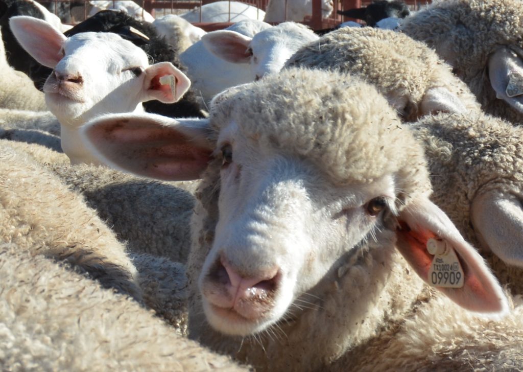 Close up of a ewe with an ear tag surrounded by other sheep
