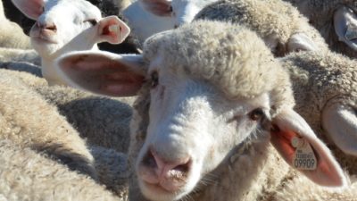 Close up of a ewe with an ear tag surrounded by other sheep