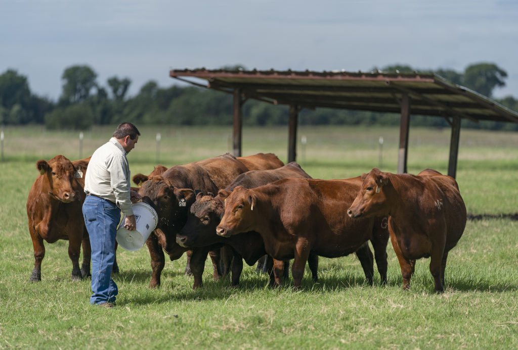 A man stands with a bucket of feed in the middle of a group of red cows.