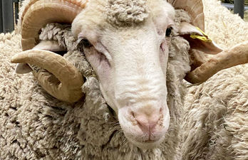 Close up of a sale ram's head at the 2021 Texas Sheep and Goat Expo.He has lar.ge impressive horns