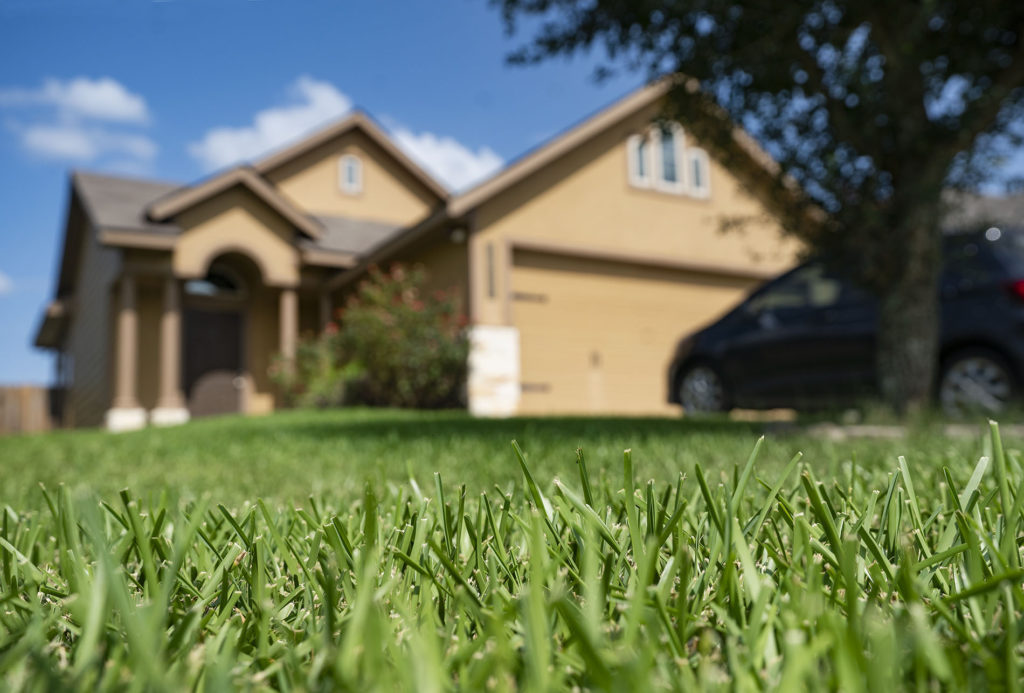Blades of green grass in the foreground, a brown suburban house in the background.