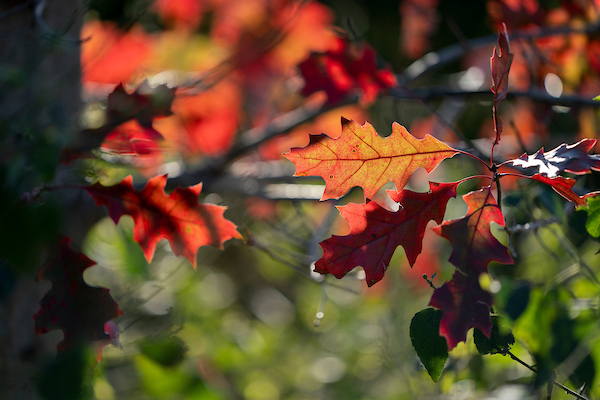 Pre-fallen red leaves on an oak.