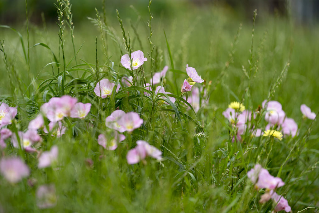 A photo of a pink wildflower and grass.
