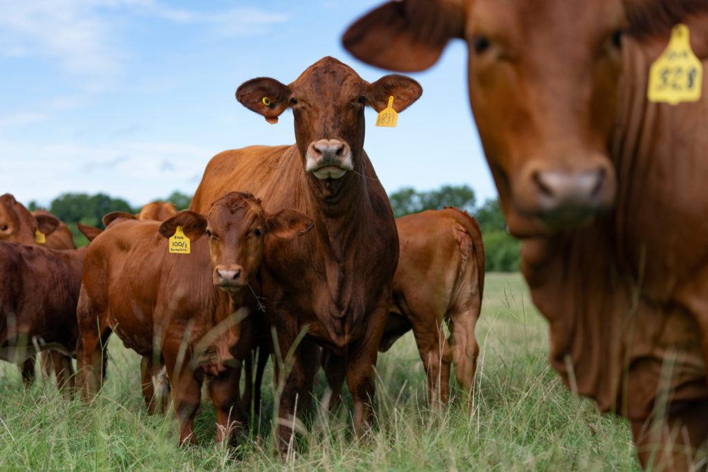 Red cattle - cows and calves - stand in a pasture.