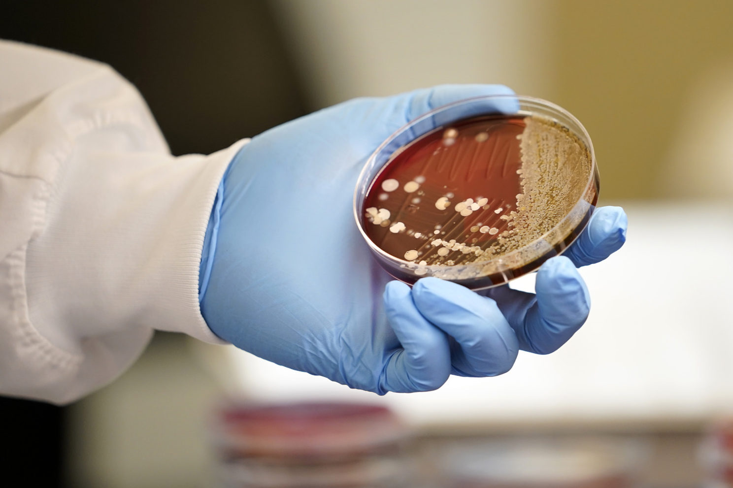 Image shows a blue-gloved hand holding a petri dish with red growth medium. The red growth medium is speckled with yellowy-white spots and smears where bacteria has grown. This is a stock photo-style image to accompany the story on economic sustainability of veterinary labs.