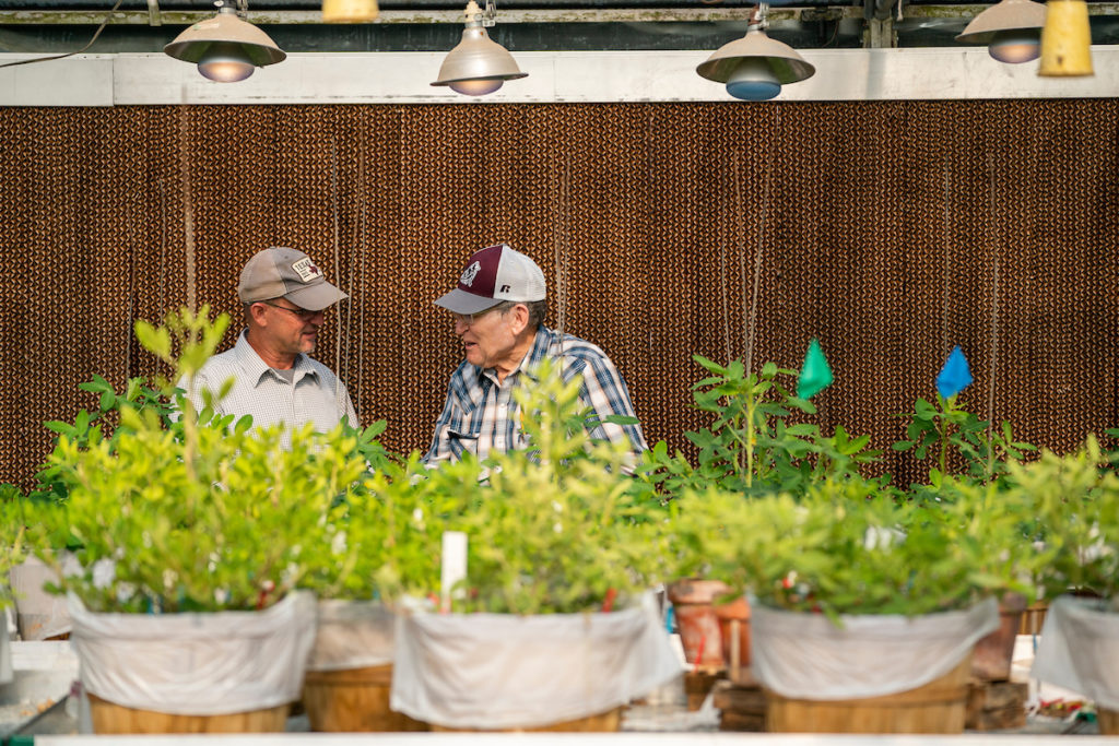 Researchers conversing in peanut plant greenhouse