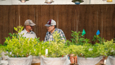 Researchers conversing in peanut plant greenhouse