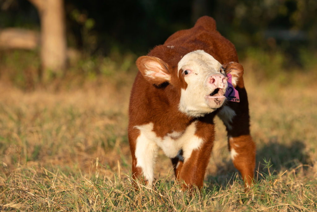 A calf bawling in a field - calving during drought will be addressed during cattle conference