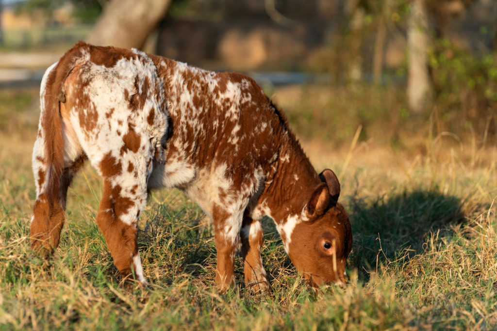 A speckled brown and white calf grazes on some browning grass with green shoots