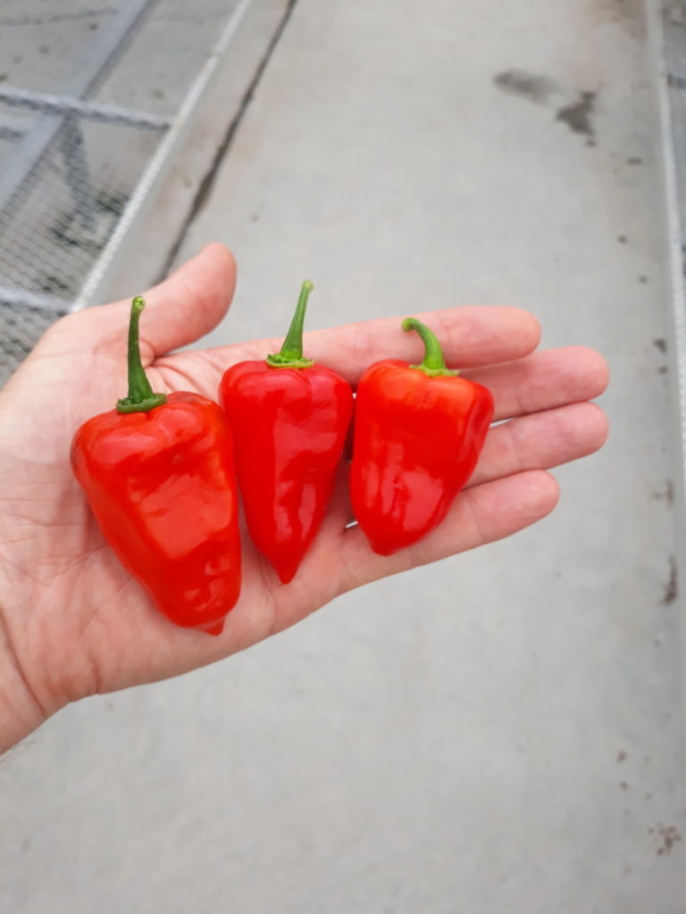 Photo of a hand holding three red hot peppers