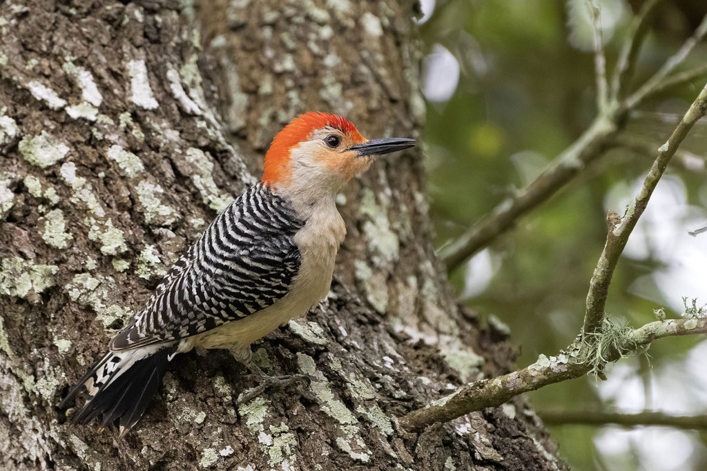 A close up of a red bellied woodpecker in a tree