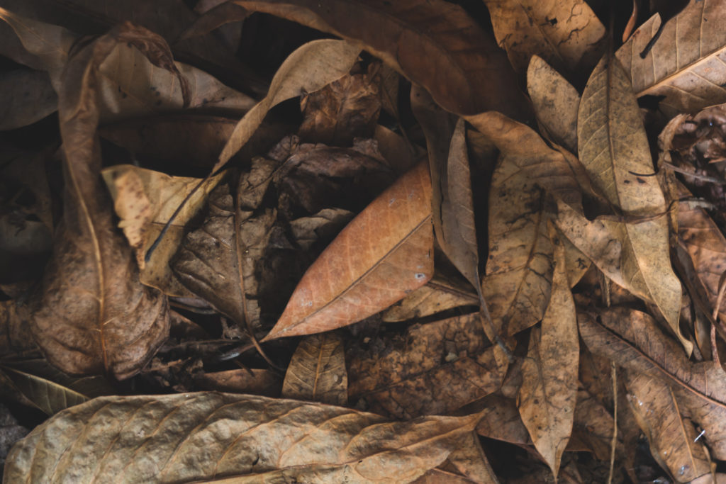 brown fallen leaves