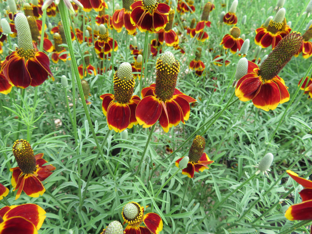 Photo of Mexican hat or tall coneflower.