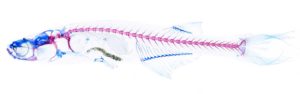 Danionella cerebrum is a clear looking fish with a pink stained skeleton