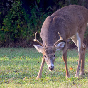Webinar on white-tailed deer management set for Oct. 5