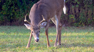 A whitetail buck with his head lowered standing in a grassy pasture looking at the camera