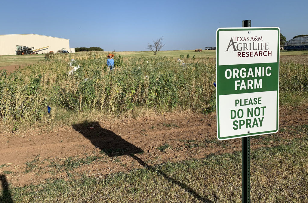 A field of organic guar that is drying down is marked with the Organic Farm Please Do Not Spray sign