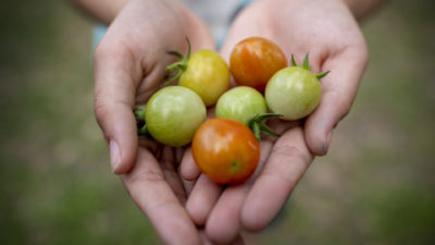 Cherry tomatoes in child's hands