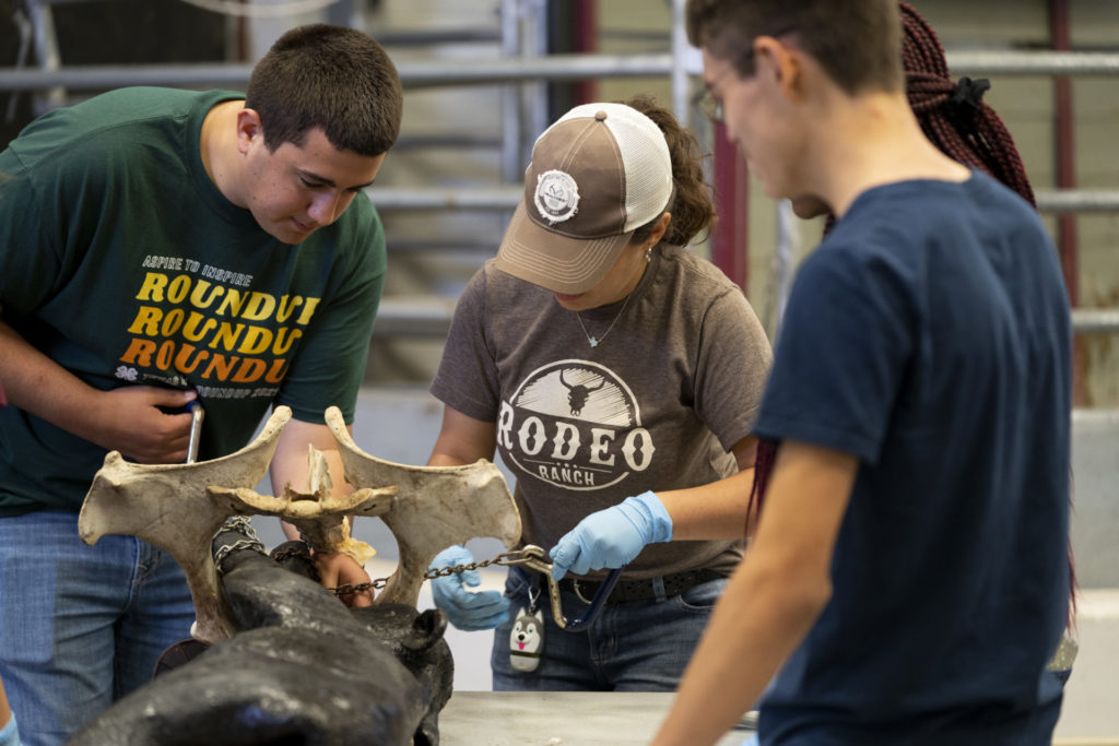 four individuals are gathered in a veterinary science training learn how to pull a calf during a camp