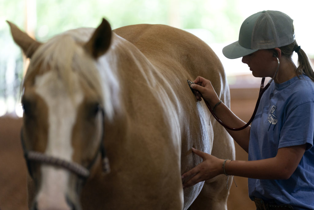 A girl listens to a horse's heartbeat through a stethoscope.