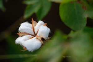 Open cotton boll in field