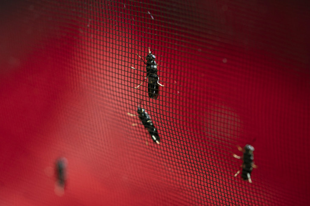 Black Soldier Flies on netting with red background