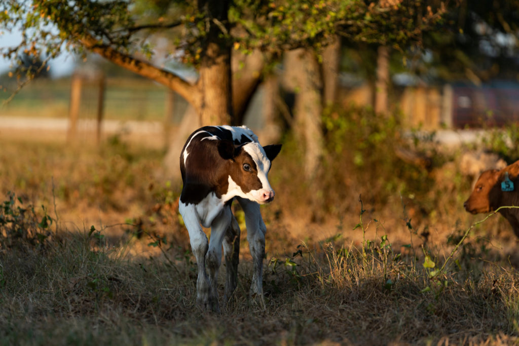 Brown and white calf stands in a green field with a large oak tree in background